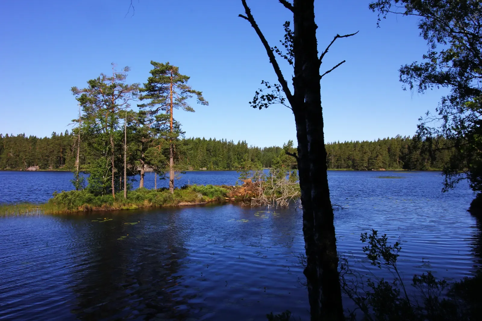 En skogklädd udde och spegelblankt vatten vid Fagertärn