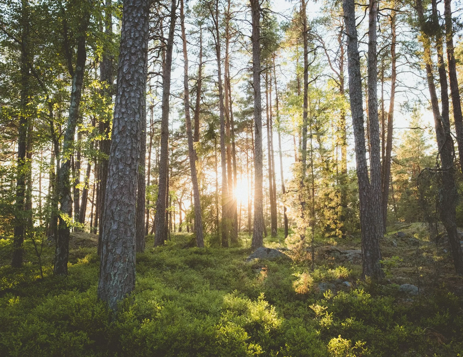 Solstrålar mellan tallar och björkar i en svensk skog – illustrationsbild.