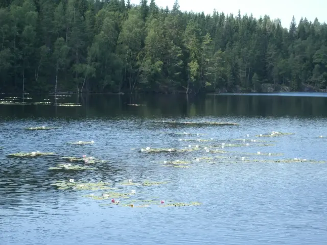 Fagertärn med näckrosor och skog på andra stranden