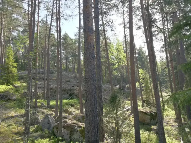 Stenblock och skog i Tivedens nationalpark